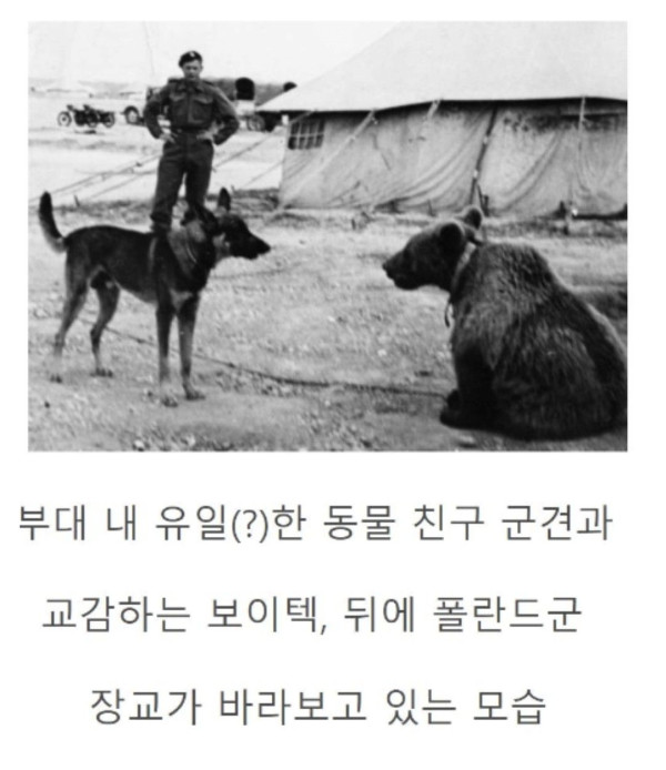 세계 최초 군인이었던 곰